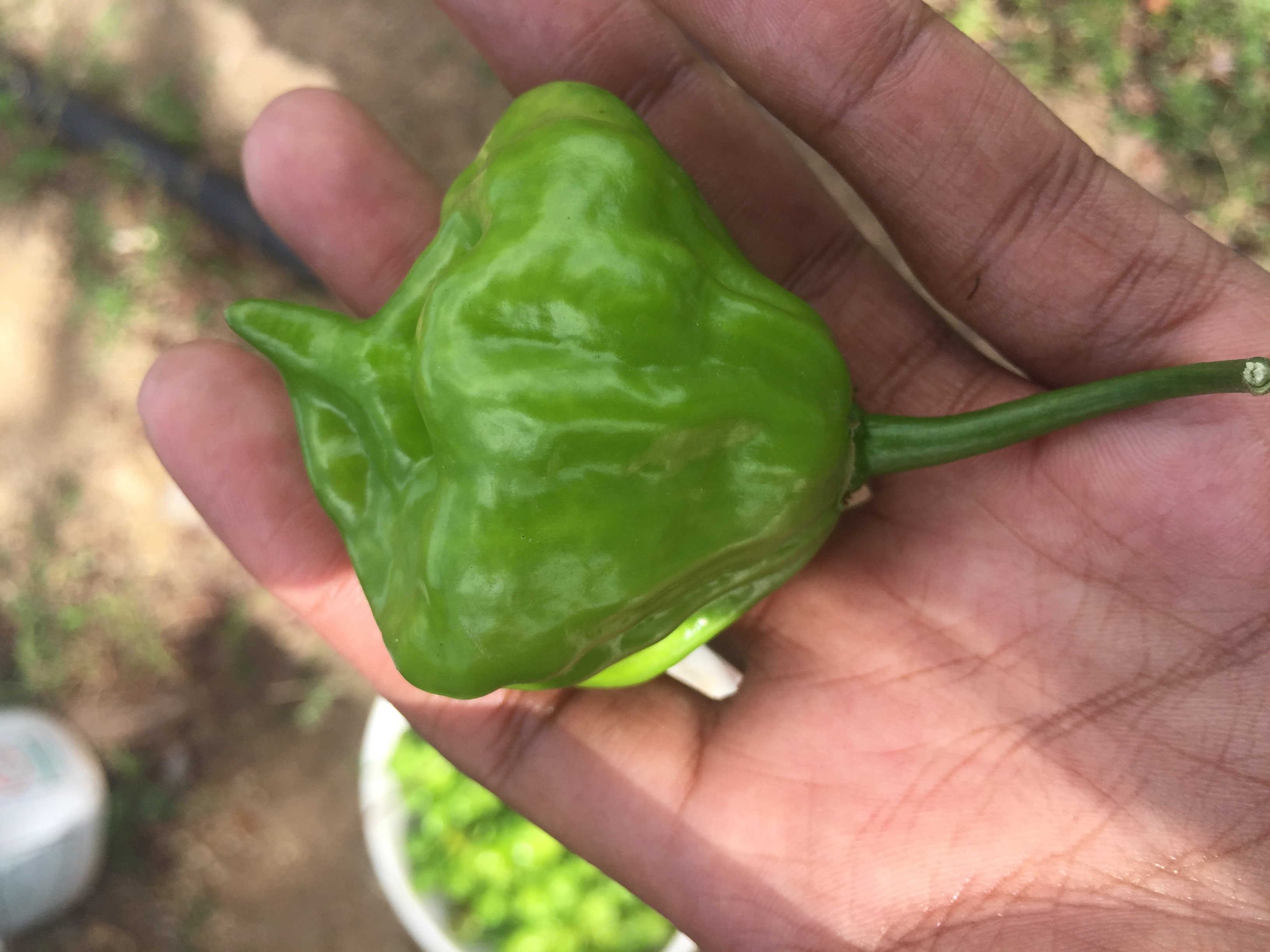 Chili pepper  - D&N Agricola